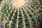 Cactus Thorn Background Stock Photo