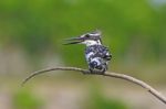 Male Pied Kingfisher Stock Photo