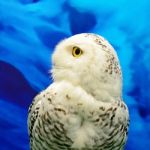 Snowy Owl Stock Photo