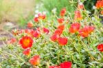 Portulaca Flowers Stock Photo