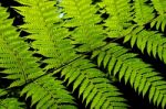 Ferns Stock Photo