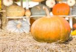 Pumpkin Farm Production In Rural Area Stock Photo