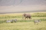 African Elephant In Serengeti National Park Stock Photo