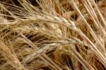 Closeup Golden Wheat Field And Sunny Day Stock Photo