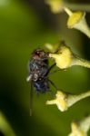 Common Fly Insect Stock Photo