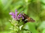 Photo Of A Beautiful Butterfly Sitting On Flowers Stock Photo