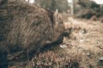 Adorable Large Wombat During The Day Looking For Grass To Eat Stock Photo