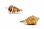 Sea Shell On White Background Stock Photo