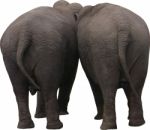 Two Elephants Behind Stock Photo