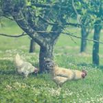 Hen On Grass Field Stock Photo