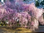 Cherry Blossoms Stock Photo