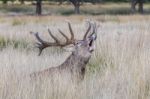 The Deer Of Richmond Park Stock Photo