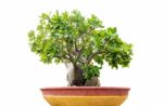 Bonsai Tree On White Stock Photo