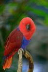 Eclectus Parrot Stock Photo