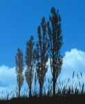 Four Poplar Trees Stock Photo