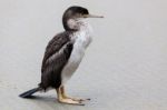 Spotted Shag (phalacrocorax Punctatus) Stock Photo