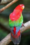 Lorikeet Stock Photo