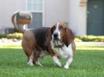 Basset Hound Stock Photo