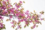 Beautiful Of Pink Sakura Stock Photo