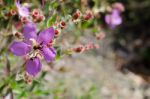 
Purple Wildflowers Born On Stream In The Forest Beautiful Detai Stock Photo