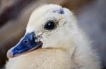 Small Chick Stock Photo