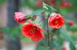 Pomegranate Flower Punica Granatum L Sonoma Valley California Stock Photo