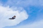 Pigeon Flies In The Blue Sky In A Sunny Day Stock Photo