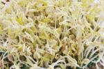 Green Bean Sprouts Stock Photo