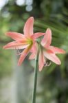 Closeup Star Lily (old Rose Color) Stock Photo