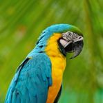 Blue And Gold Macaw Stock Photo