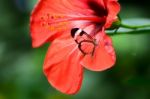 Glasswinged Butterfly (greta Oto) On A Red Hibiscus Stock Photo