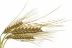 Wheat Grain Stock Photo