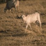 Baby Cows In The Countryside Stock Photo