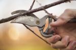 Pruning Fruit Tree - Cutting Branches At Spring Stock Photo