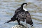 Pied Cormorant (phalacrocorax Varius) Stock Photo