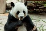 Panda Stock Photo