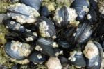 Mussels And Barnacles Stock Photo