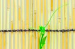 Ivy Shoots On  Japanese Bamboo Blind Stock Photo