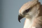 Closeup Hawk Upper Body And Head Shot Stock Photo