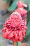 Closeup Red Torch Ginger Flower Stock Photo