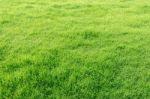 Green Grass Field Stock Photo