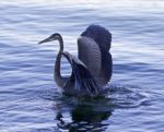 Beautiful Isolated Photo Of A Great Blue Heron Swimming Stock Photo