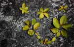 Lime Leaves On The Floor Stock Photo