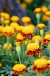 Tiger Eye French Marigold Stock Photo