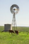 Country Cows Stock Photo