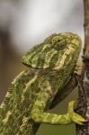 Cute Green Chameleon Stock Photo