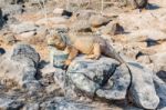 Wild Land Iguana On Santa Fe Island In Galapagos Stock Photo