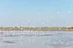 Egret Feeding Fish In Rice Fields Stock Photo