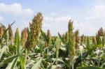 Sorghum Field Stock Photo