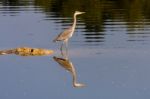 Grey Heron Going Fishing Stock Photo